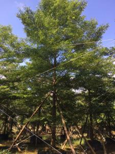 细叶榄仁