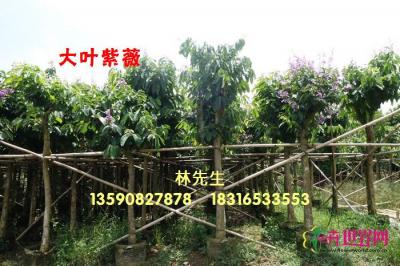 大花紫薇