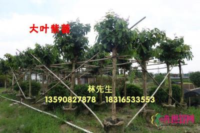 大叶紫薇