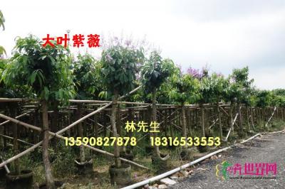 大花紫薇