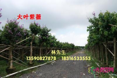 大叶紫薇