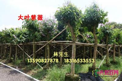 大花紫薇
