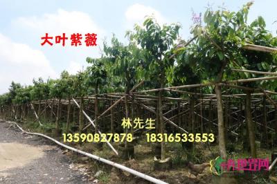 大叶紫薇