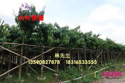 大花紫薇