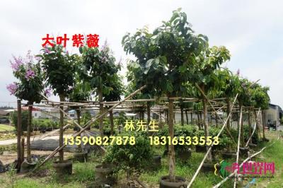 大叶紫薇