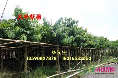 大叶紫薇