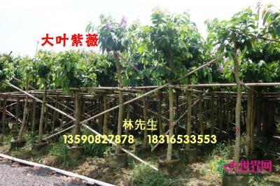 大花紫薇