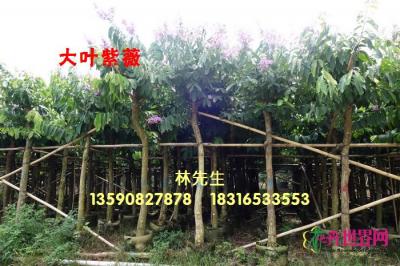 大叶紫薇