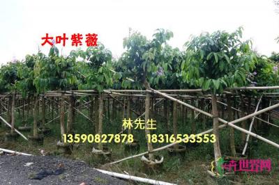 大花紫薇