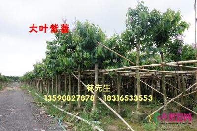 大叶紫薇