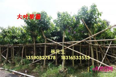 大花紫薇